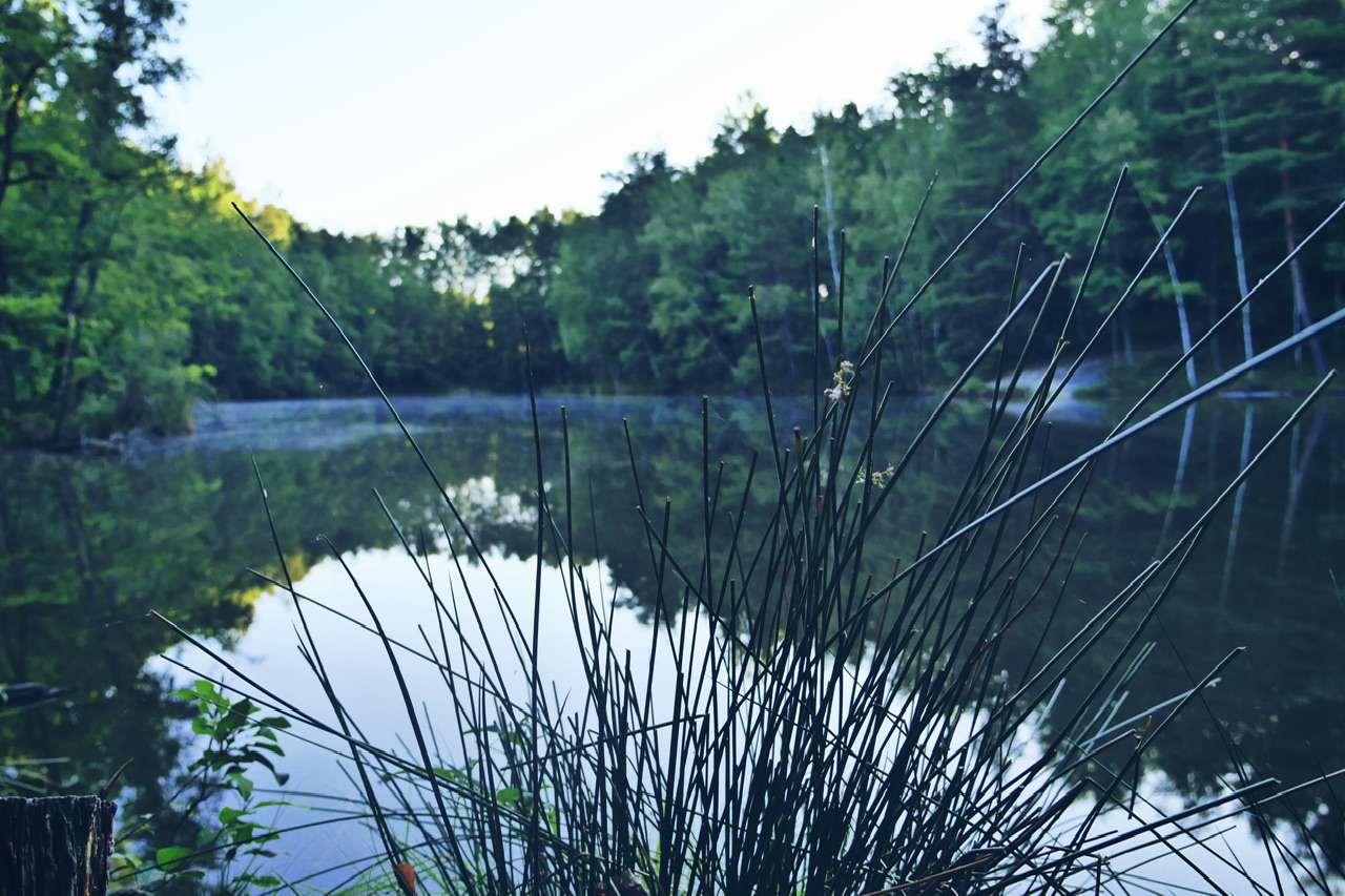 Reeds by the lake