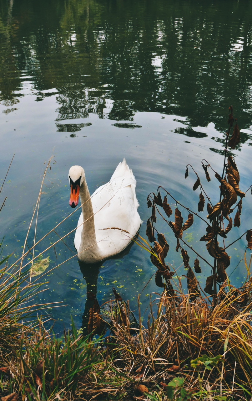 Swan on the water
