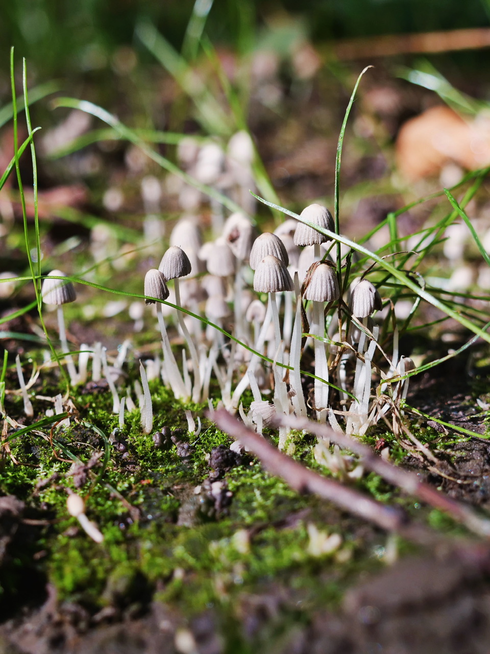 Tiny mushrooms on moss