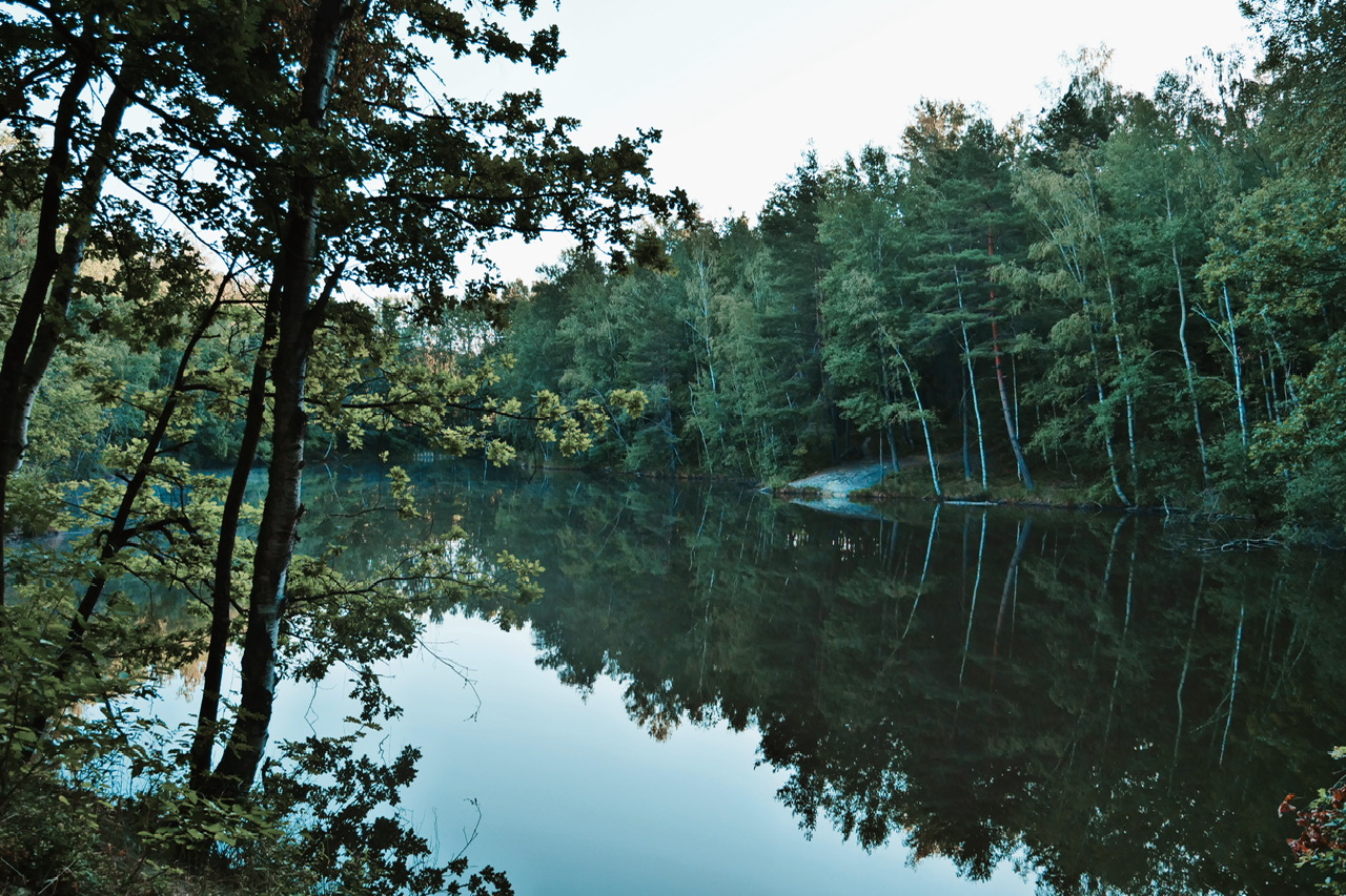 Calm forest lake